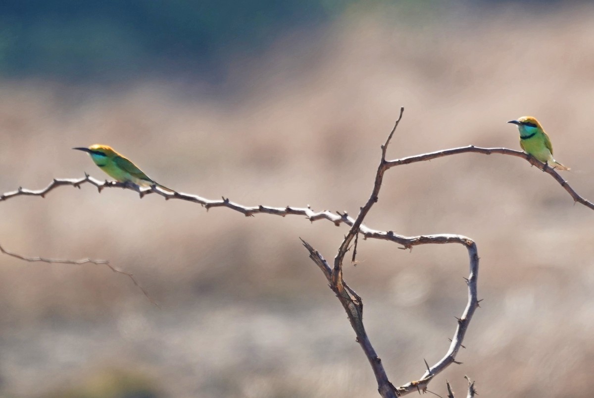 Asian Green Bee-eater - ML619652612