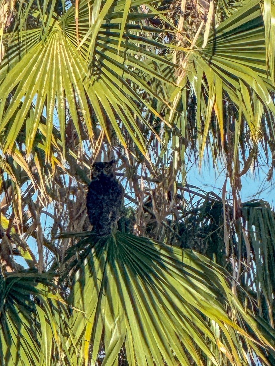 Great Horned Owl - ML619652626