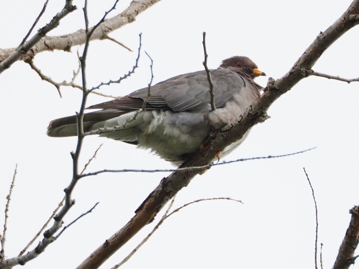 Band-tailed Pigeon - ML619652628