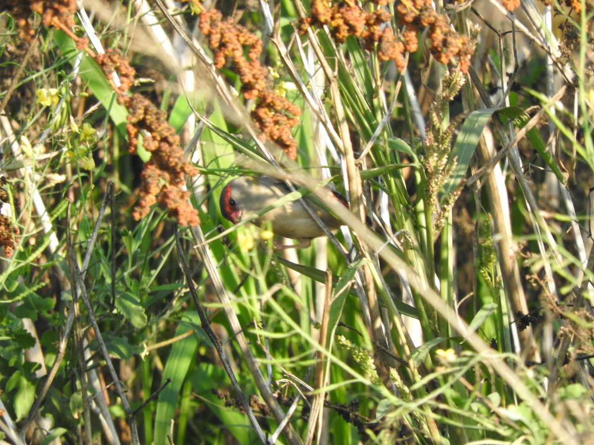 Red-browed Firetail - ML619652657