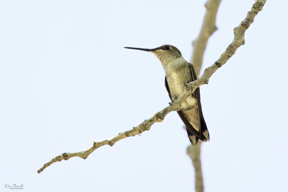 Black-chinned Hummingbird - ML619652700