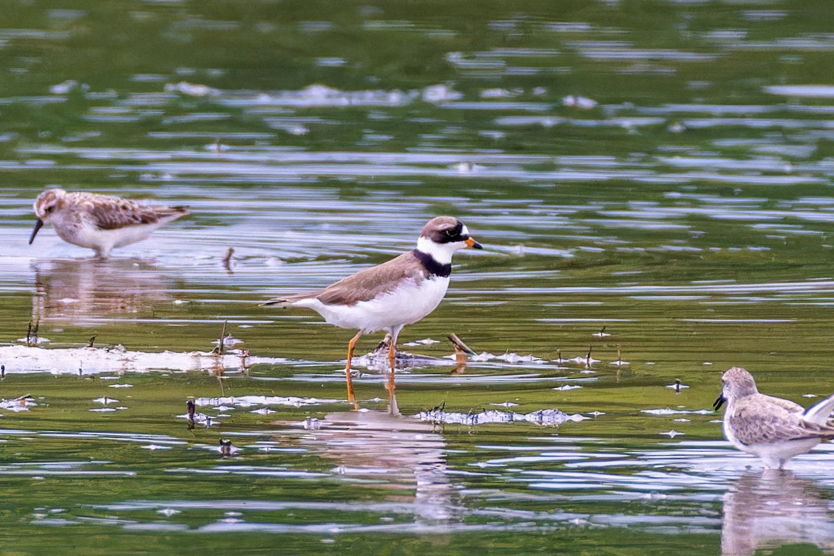 Semipalmated Plover - ML619652708