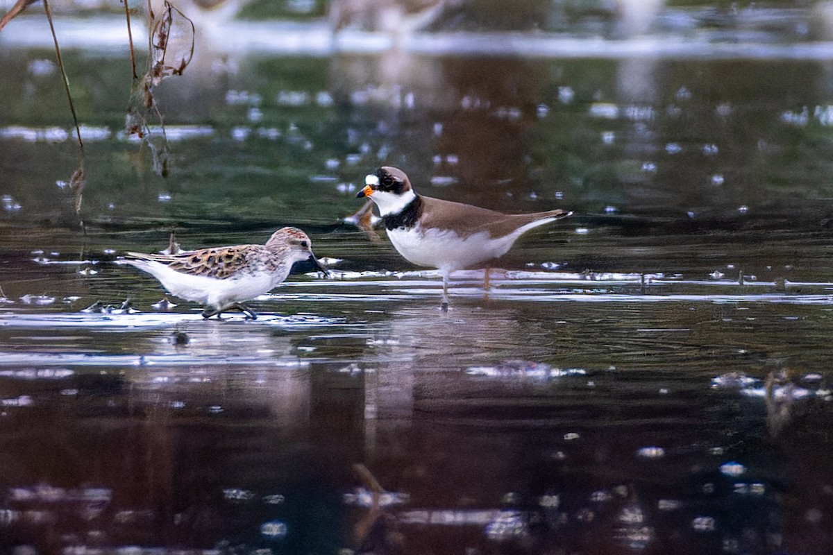 Semipalmated Plover - ML619652709