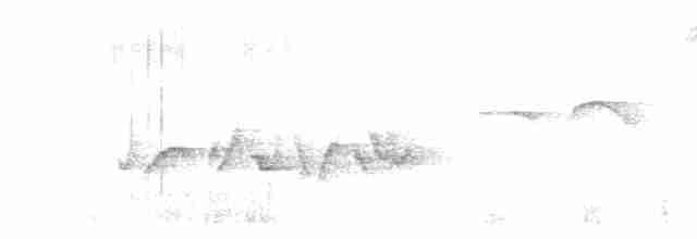 hvitbrynskvett (formosanus) - ML619652744