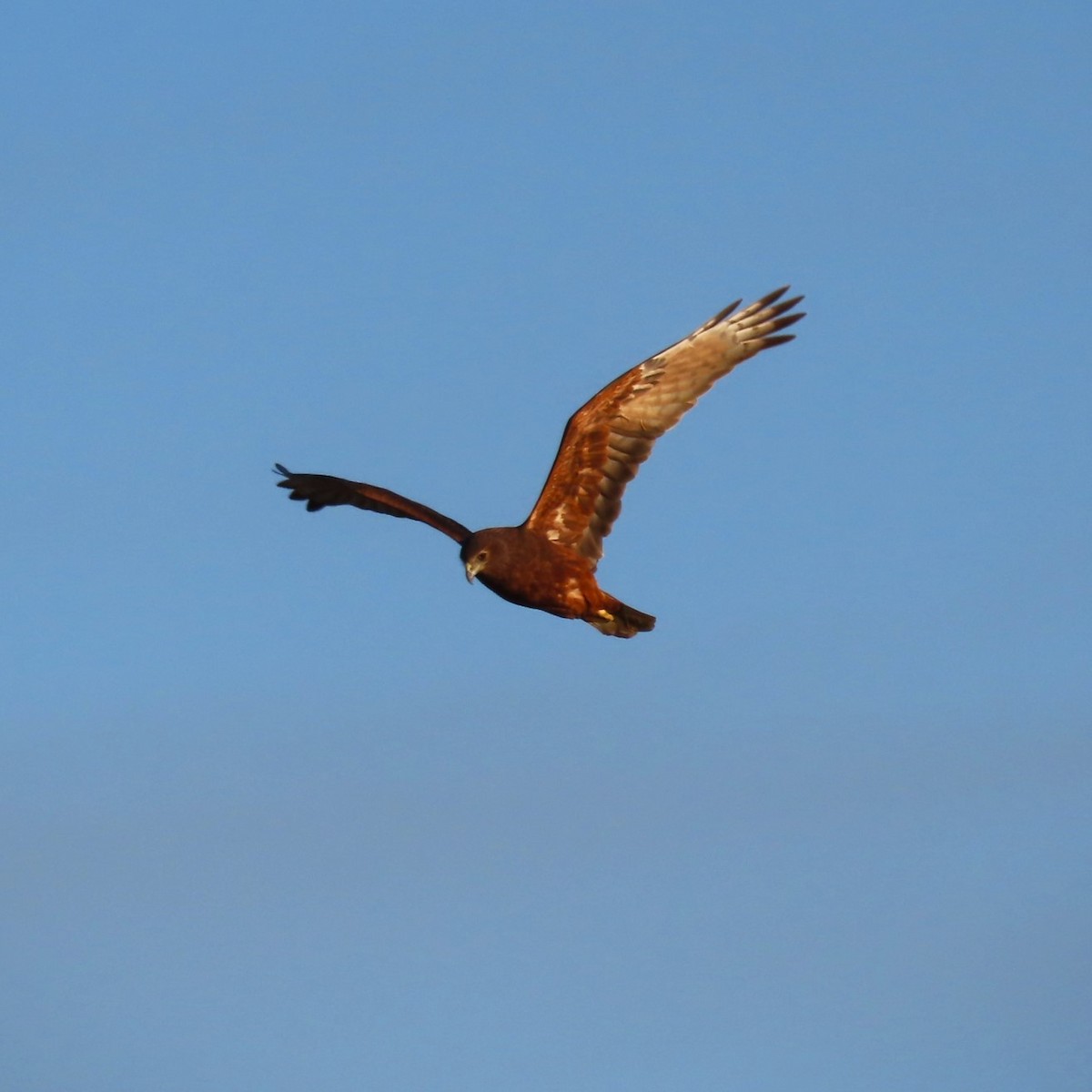 Spotted Harrier - ML619652829