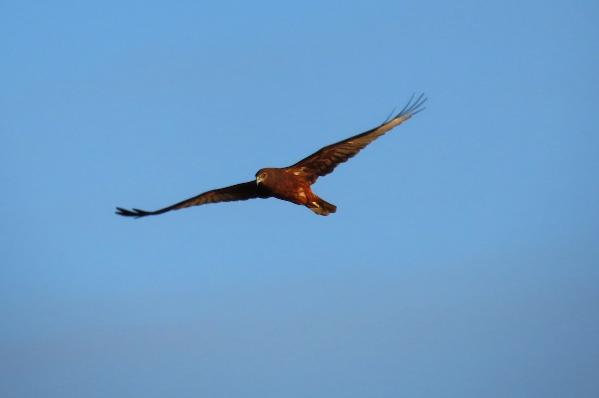 Spotted Harrier - ML619652830