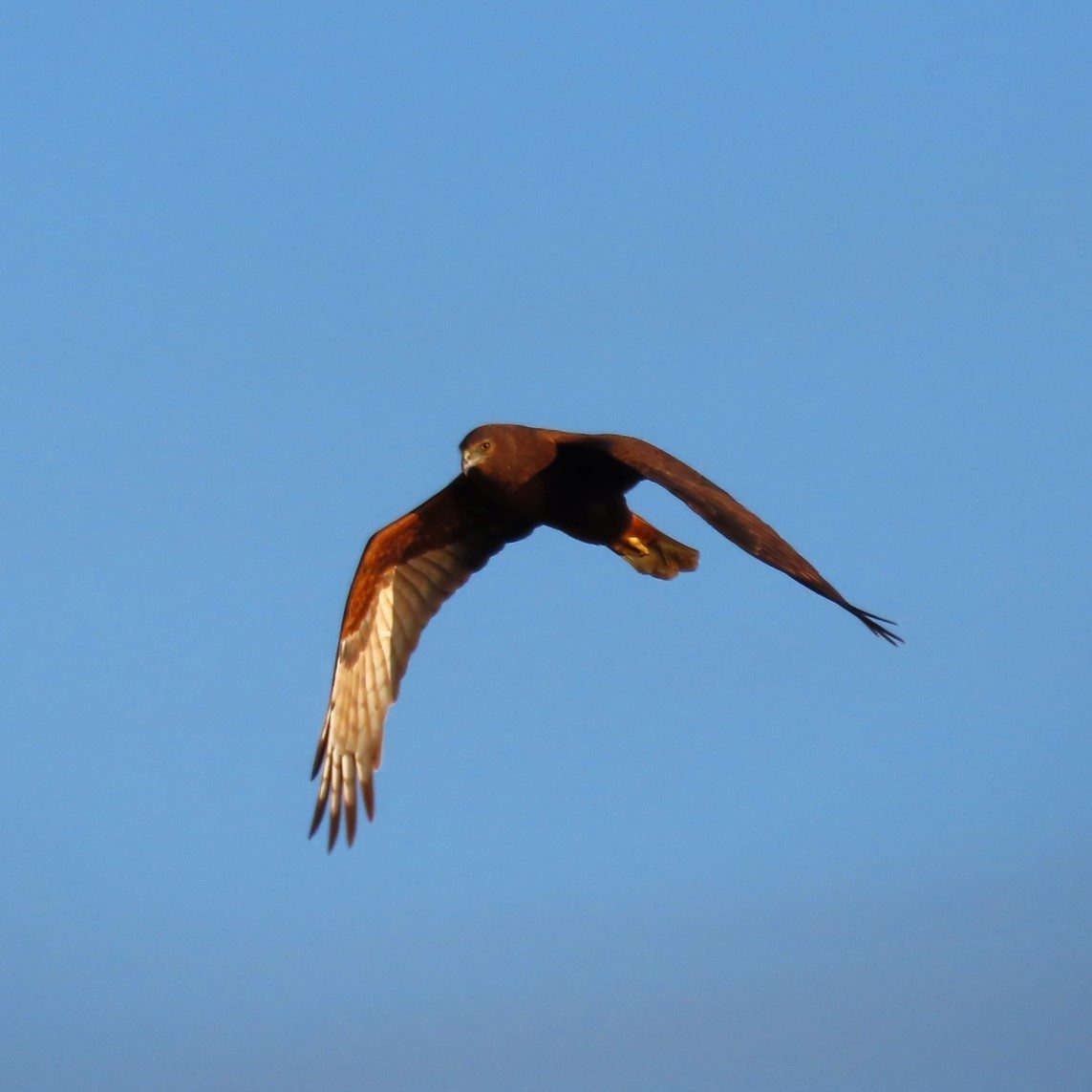 Spotted Harrier - ML619652831