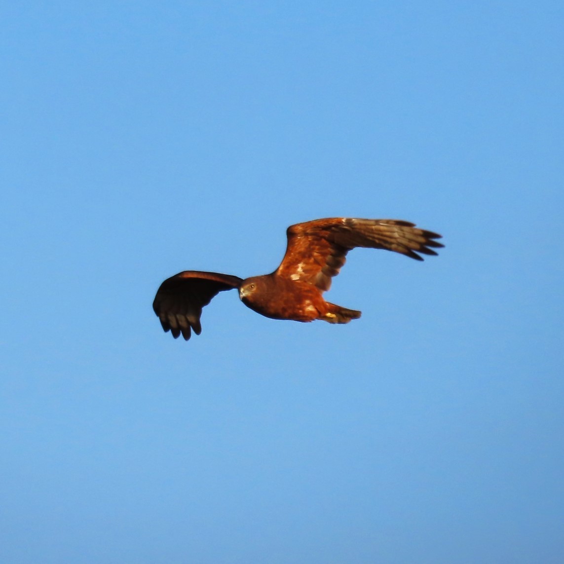 Spotted Harrier - ML619652832