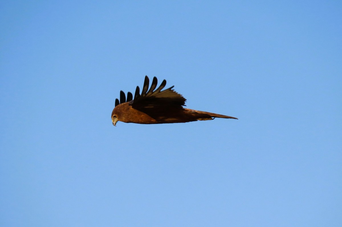 Spotted Harrier - ML619652833