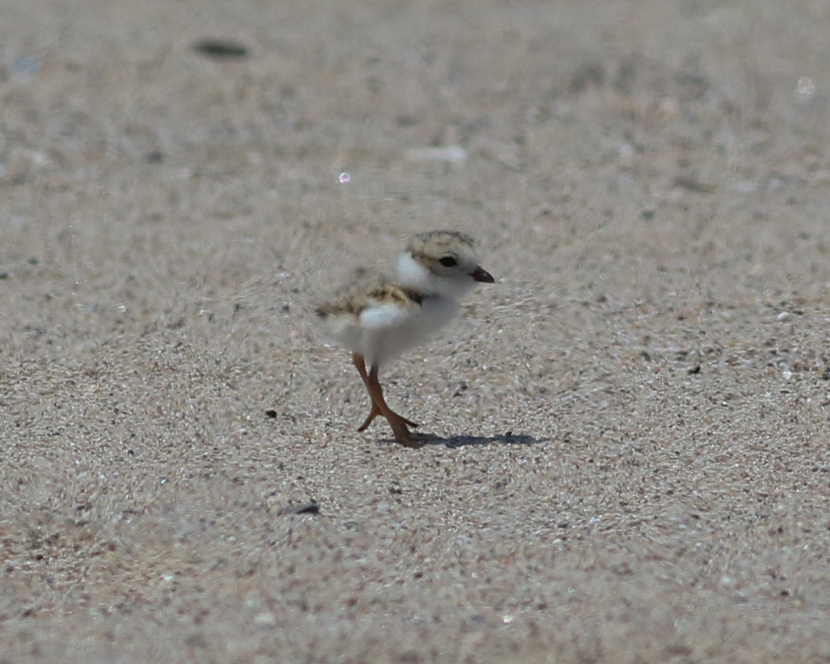 Piping Plover - ML619652942