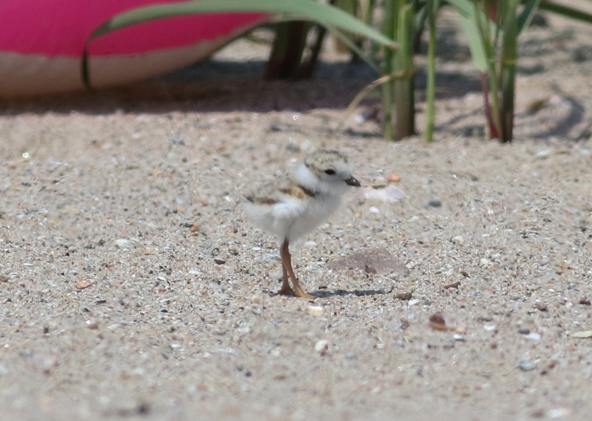 Piping Plover - ML619652943