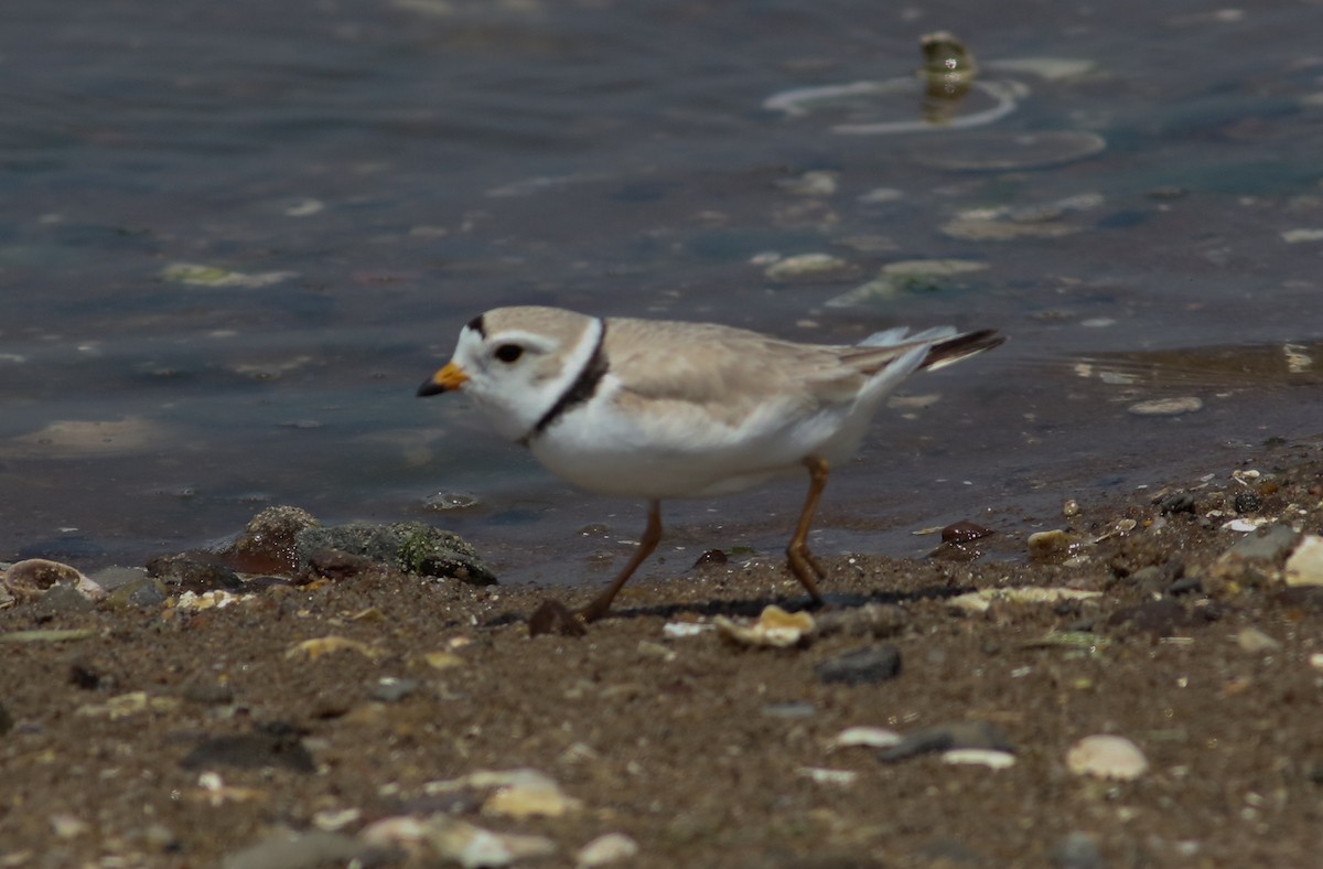 Piping Plover - ML619652944