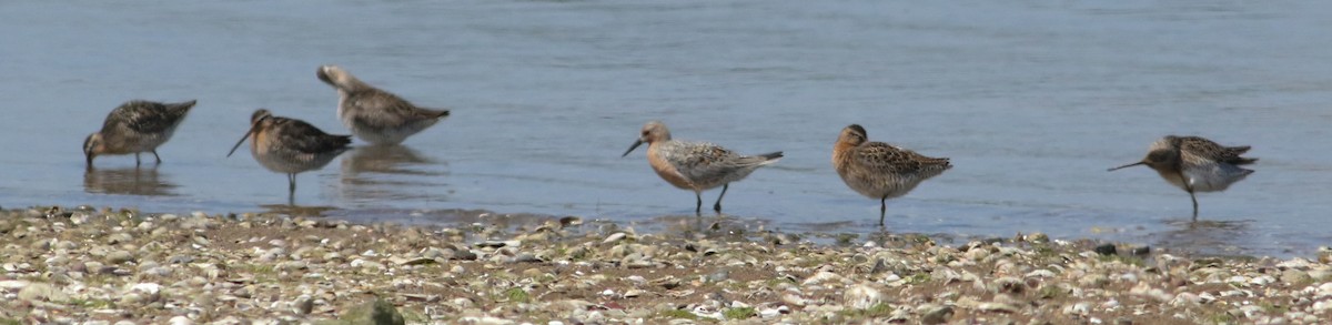 Red Knot - ML619652962
