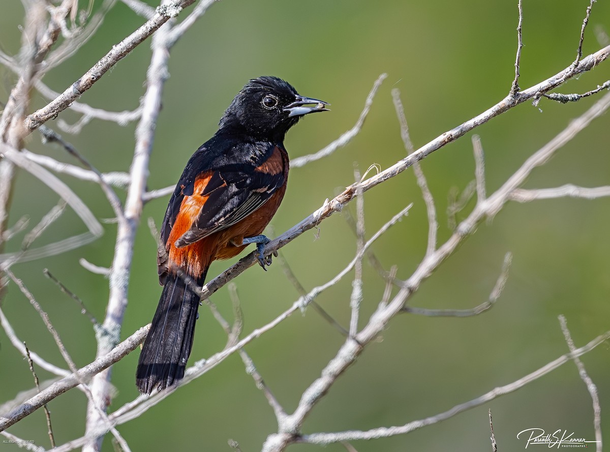 Orchard Oriole - ML619652986