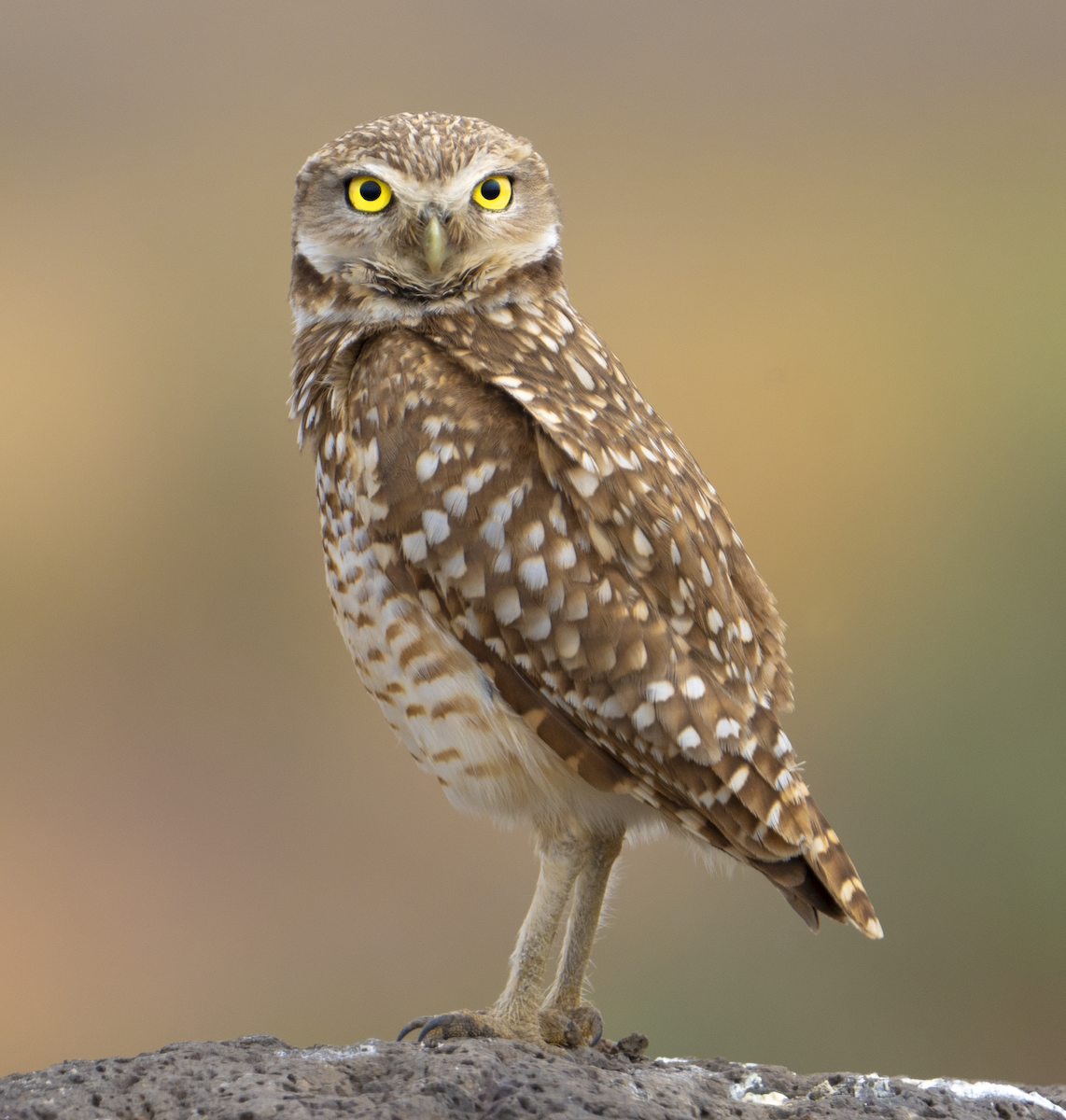 Burrowing Owl - ML619652999