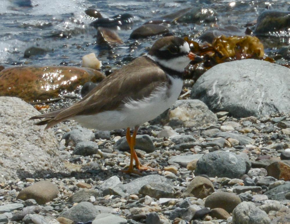 Semipalmated Plover - ML619653021