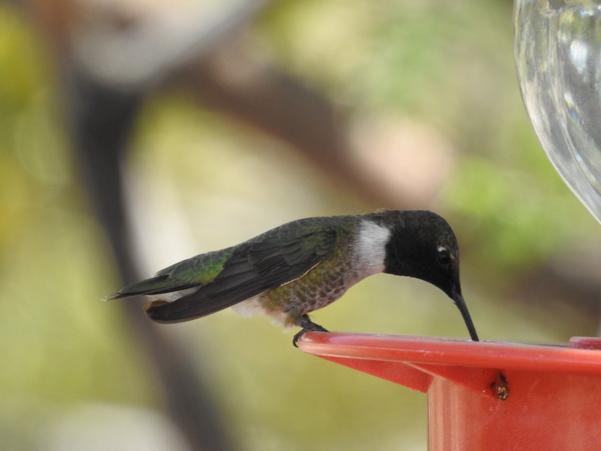 Black-chinned Hummingbird - ML619653062