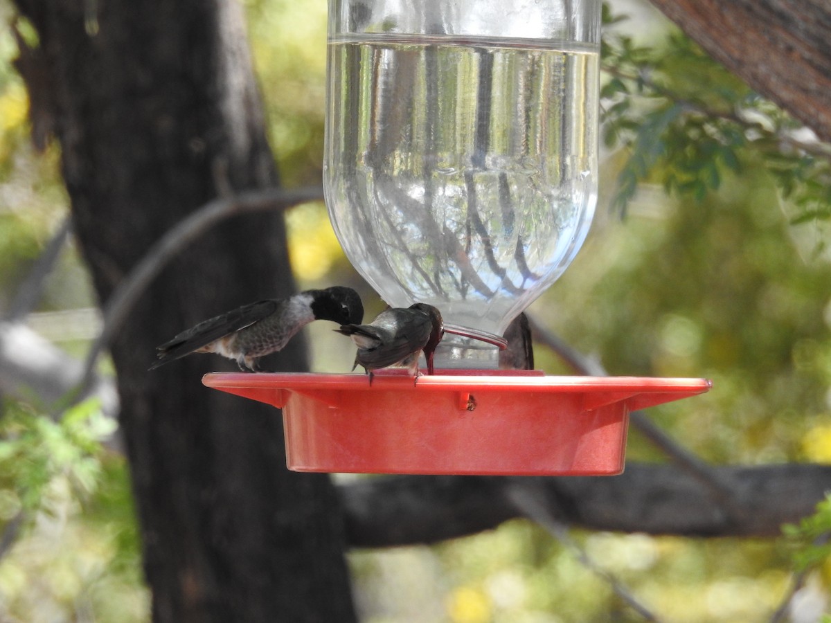 Black-chinned Hummingbird - ML619653063