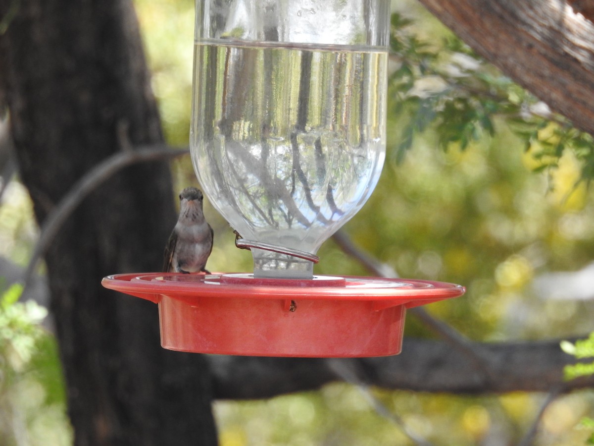 Black-chinned Hummingbird - ML619653092