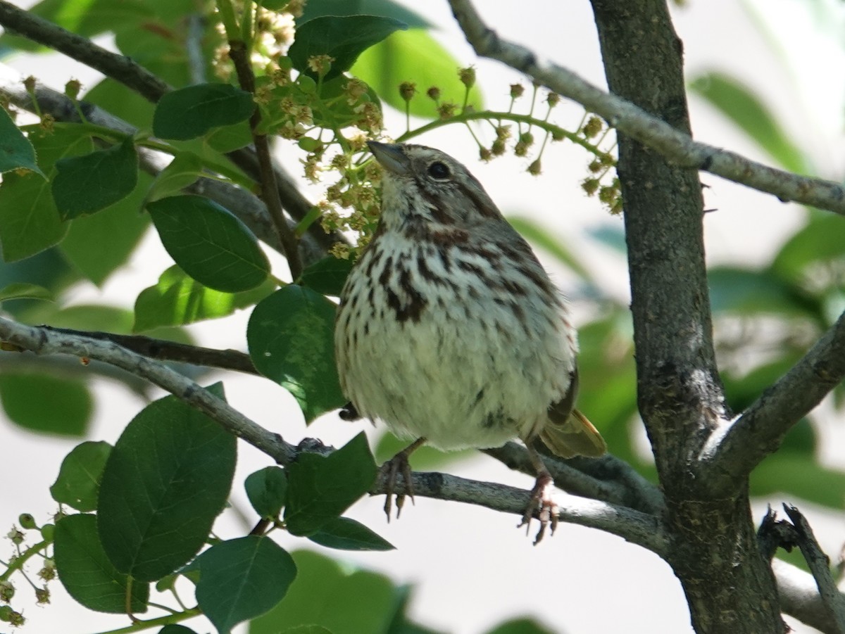 Song Sparrow (montana/merrilli) - ML619653153