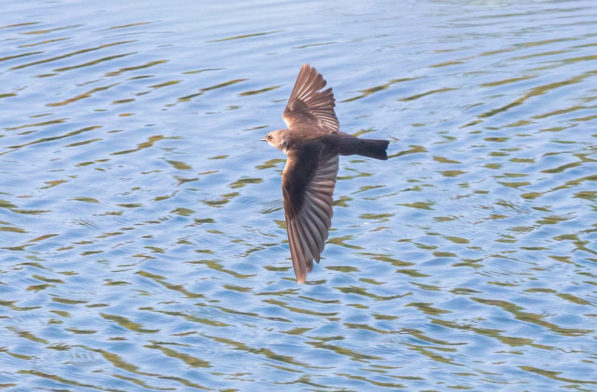 Northern Rough-winged Swallow - ML619653183