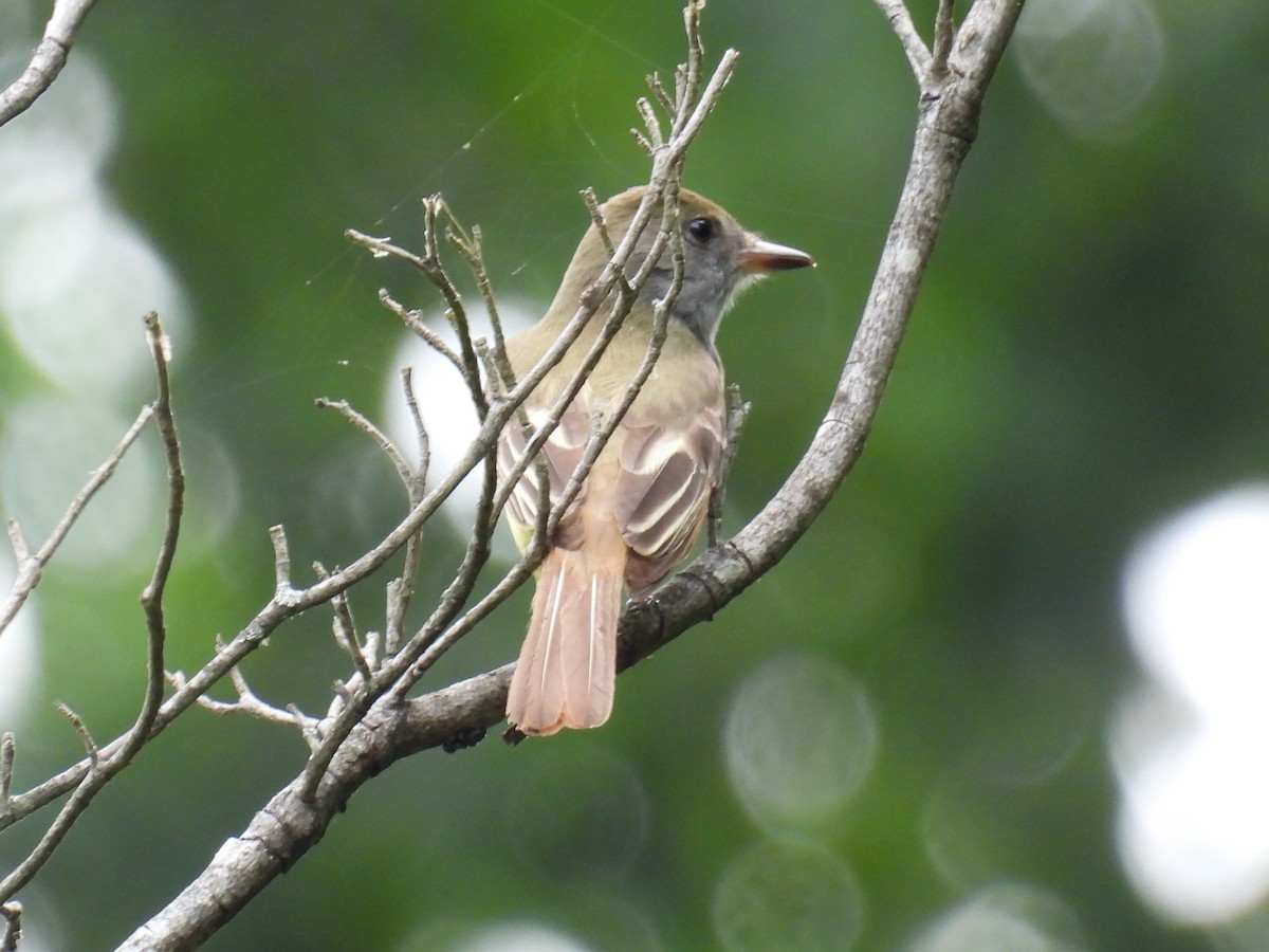 Great Crested Flycatcher - ML619653201