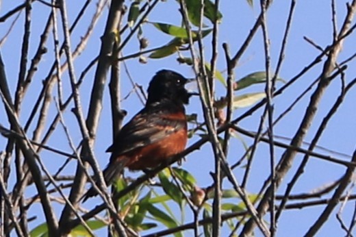 Orchard Oriole - ML619653296