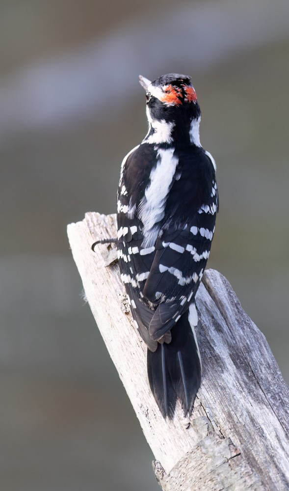 Downy Woodpecker - ML619653299