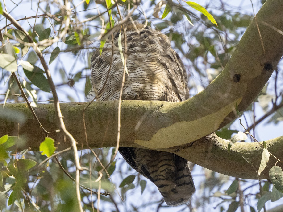 Great Horned Owl - ML619653326