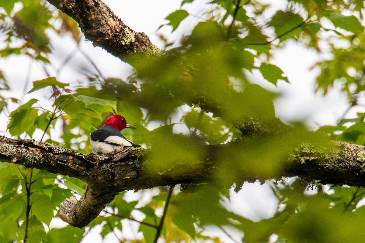 Red-headed Woodpecker - ML619653347
