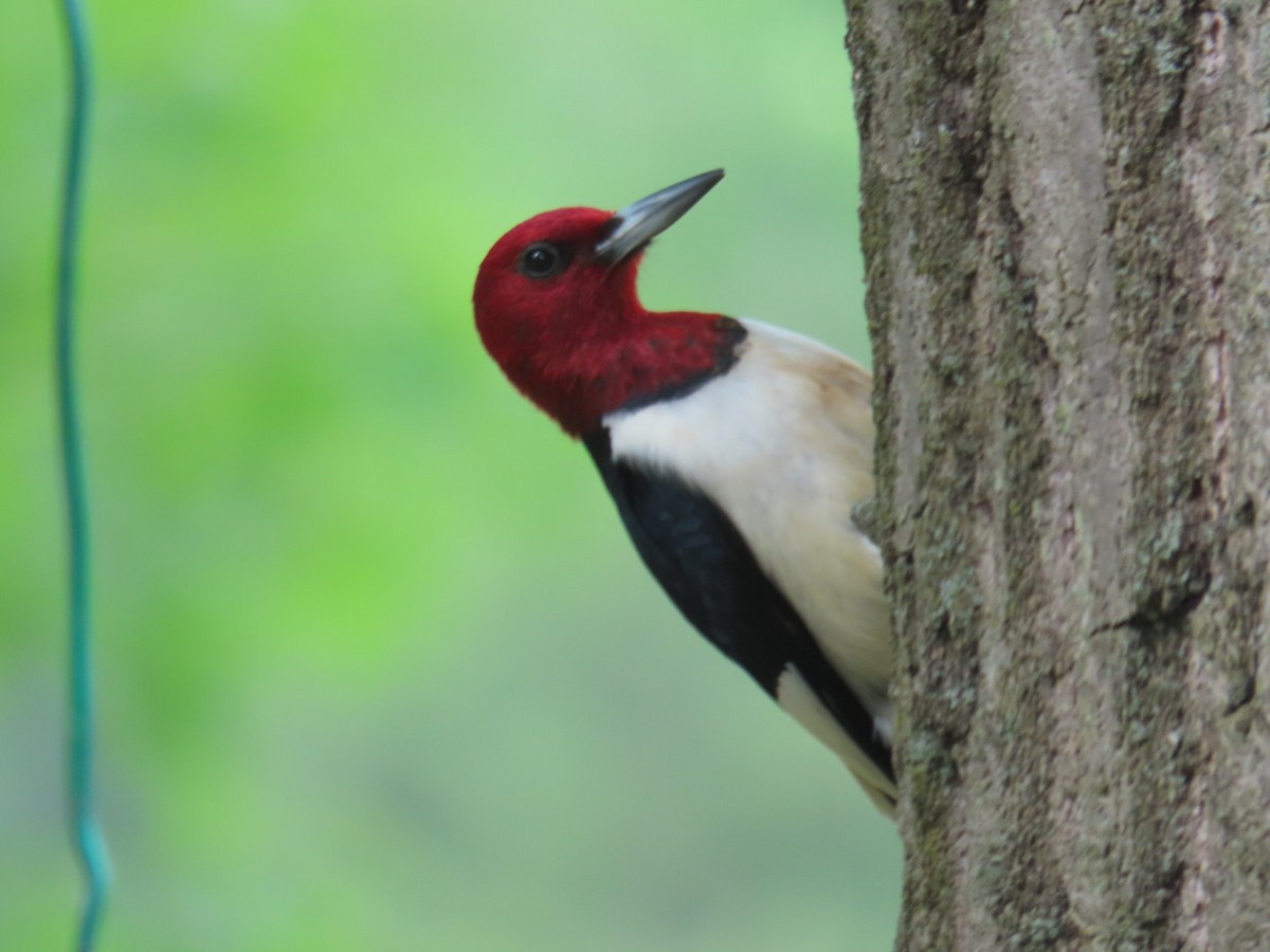 Red-headed Woodpecker - ML619653393