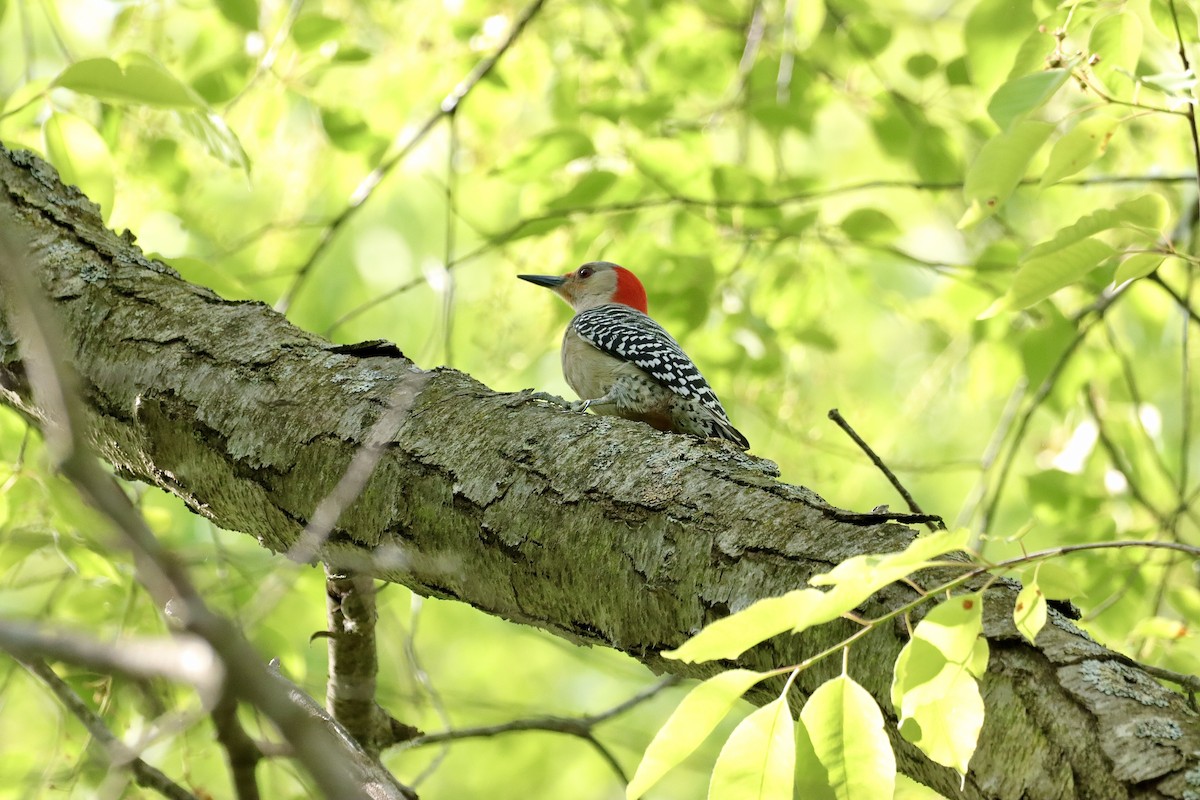Red-bellied Woodpecker - ML619653410
