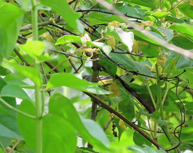 Magnolia Warbler - ML619653505