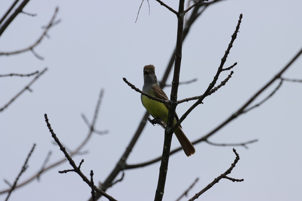 Great Crested Flycatcher - ML619653513