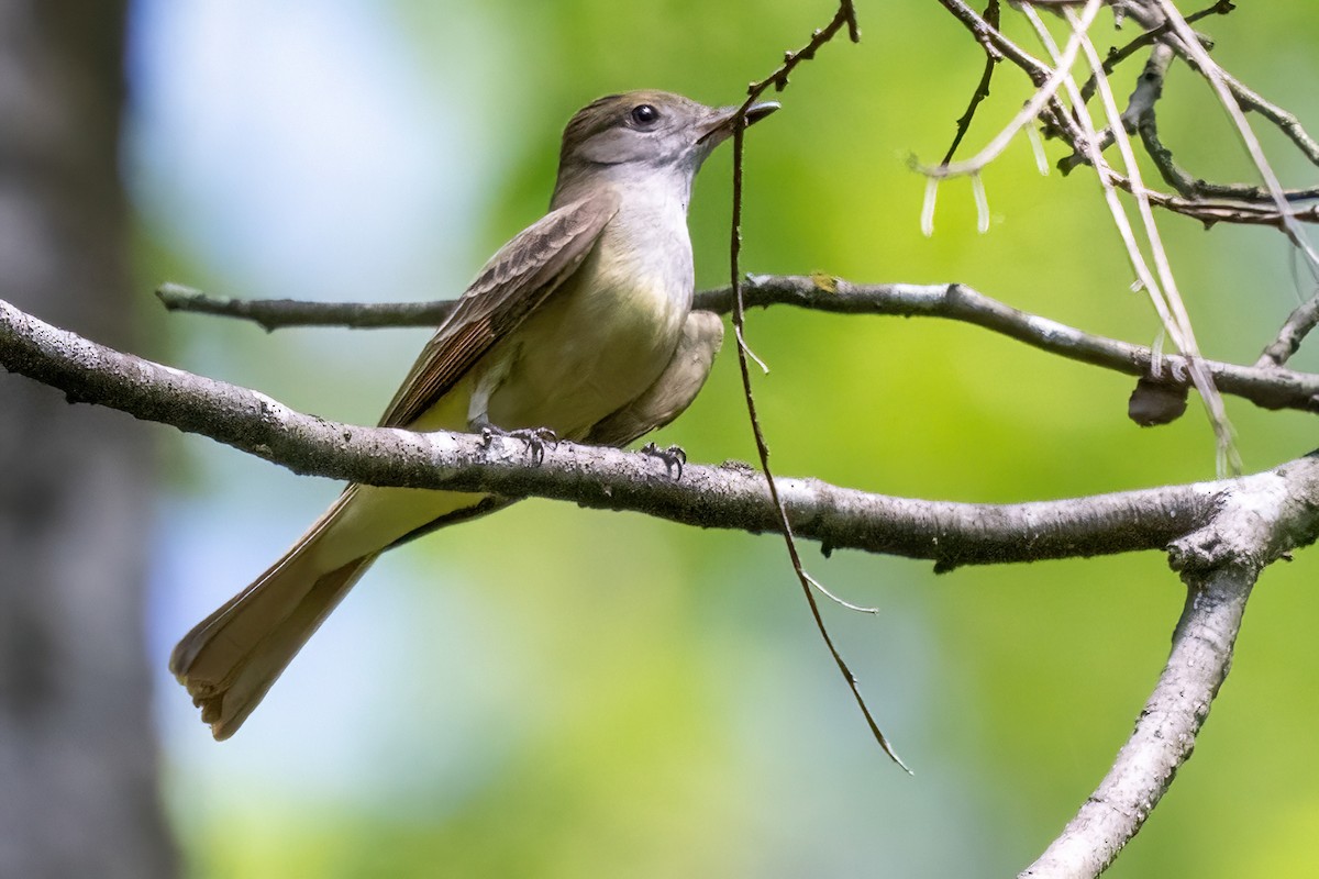 Great Crested Flycatcher - ML619653527