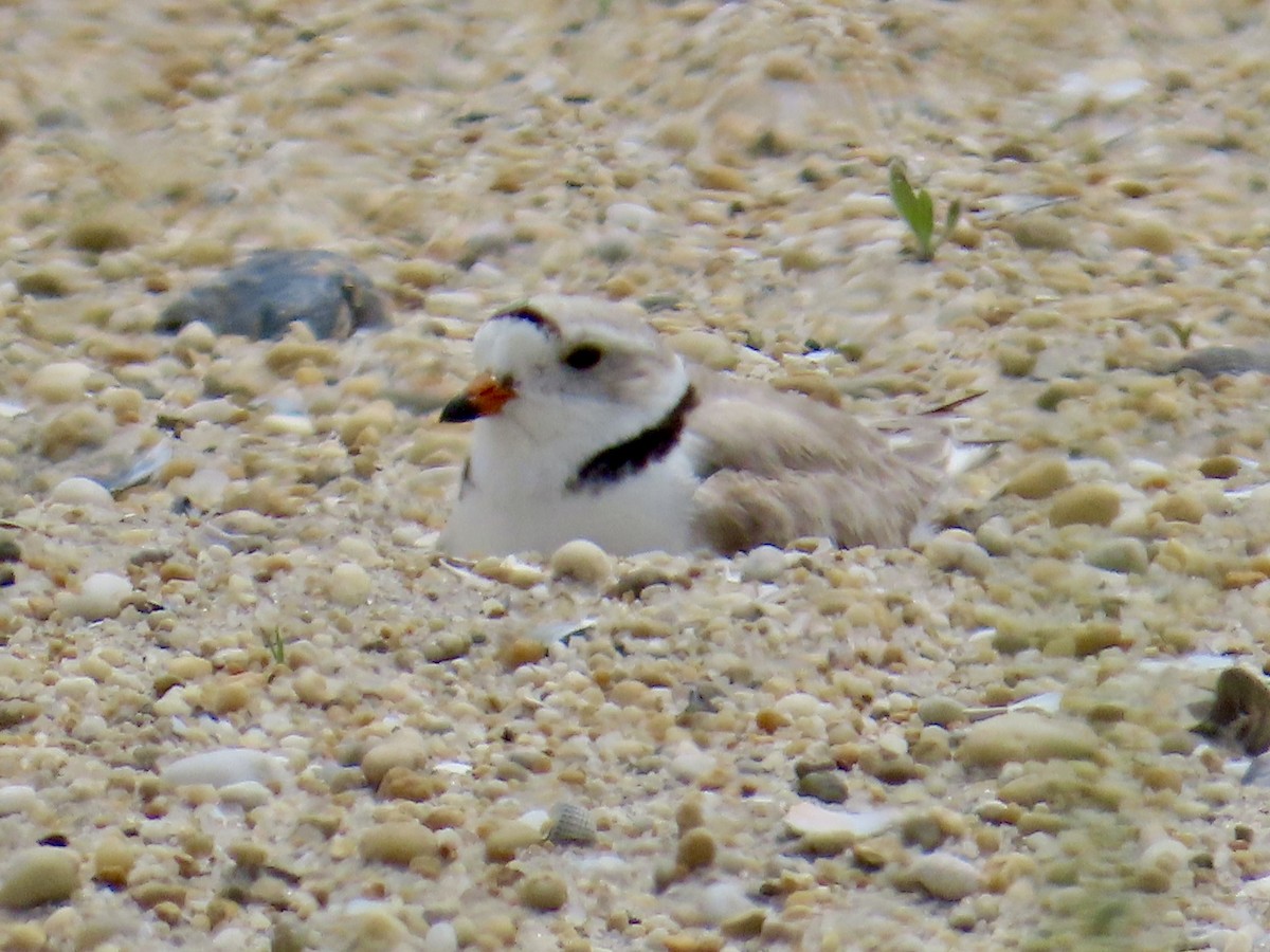 Piping Plover - ML619653638
