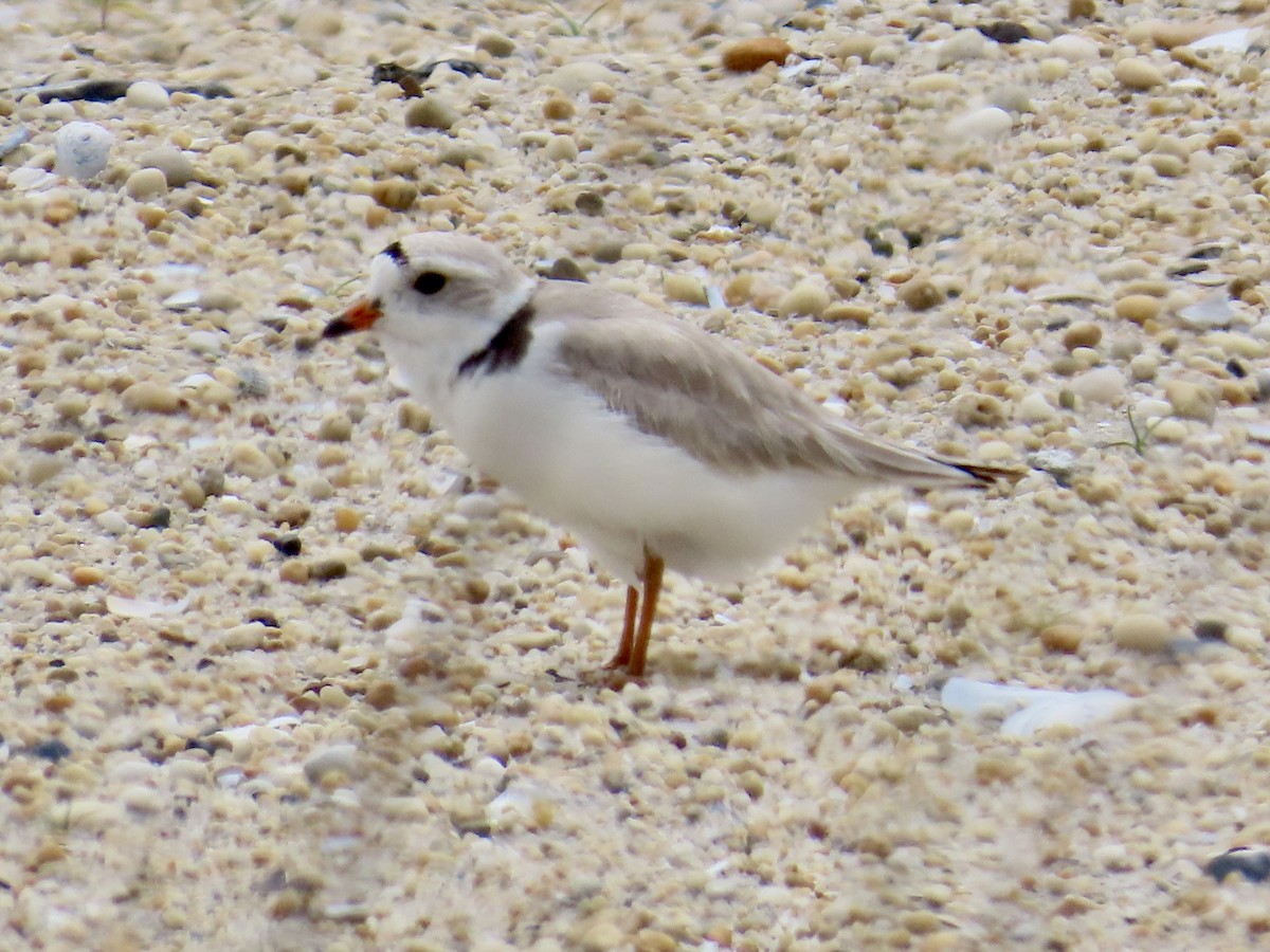 Piping Plover - ML619653639