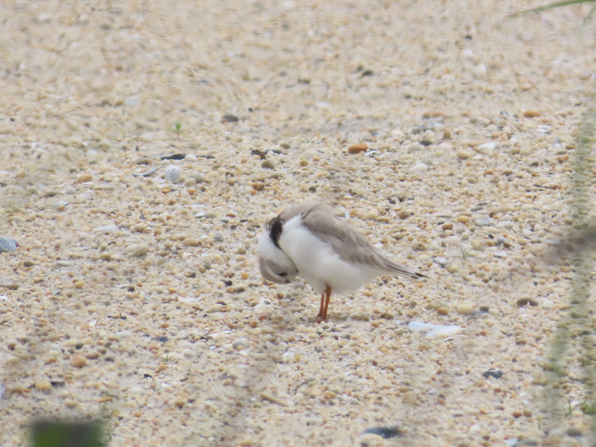 Piping Plover - ML619653640