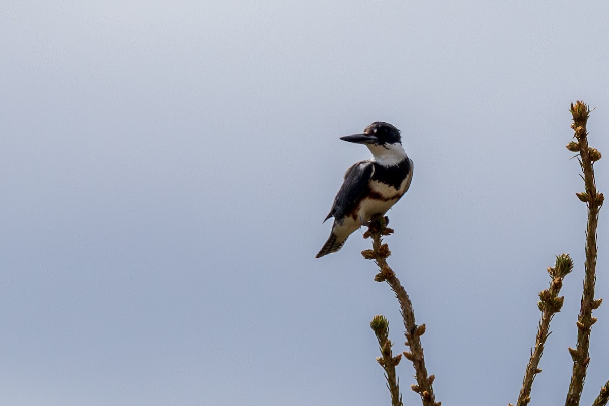 Belted Kingfisher - ML619653675