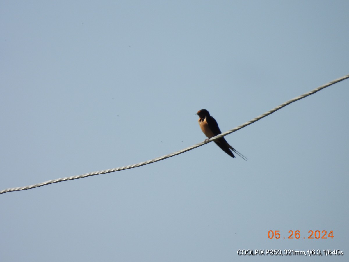 Barn Swallow - ML619653687