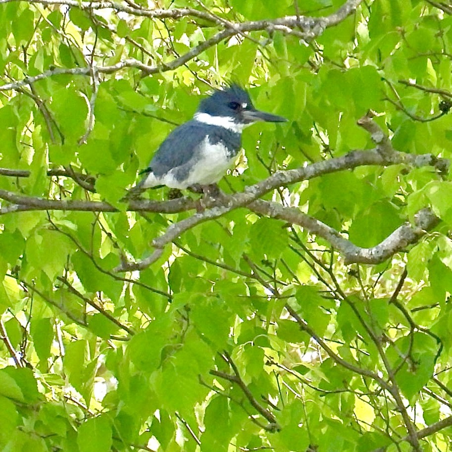 Belted Kingfisher - ML619653694
