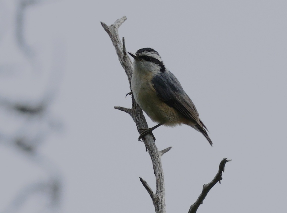 Red-breasted Nuthatch - ML619653703