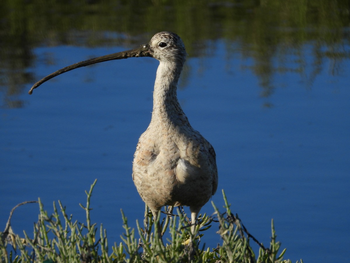 Long-billed Curlew - ML619653735