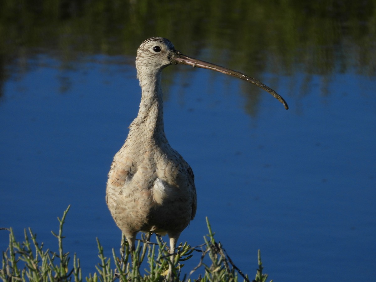 Long-billed Curlew - ML619653736
