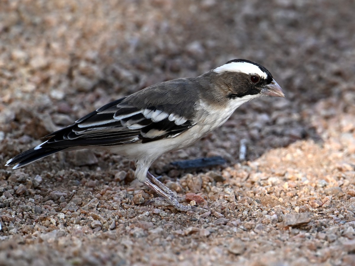 White-browed Sparrow-Weaver - ML619653751