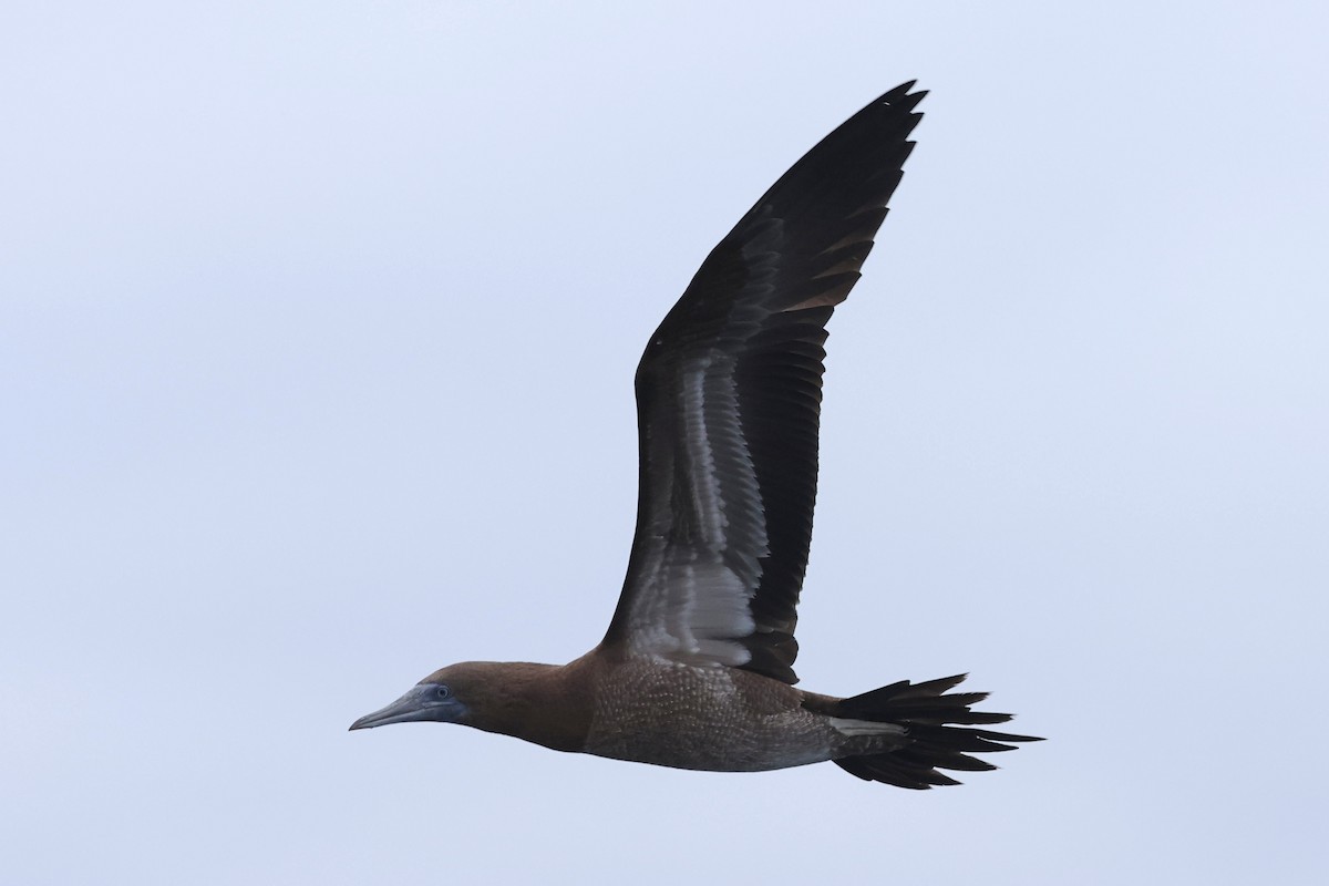 Brown Booby - ML619653754