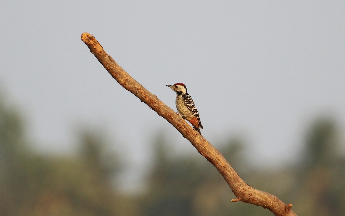 Freckle-breasted Woodpecker - ML619653759
