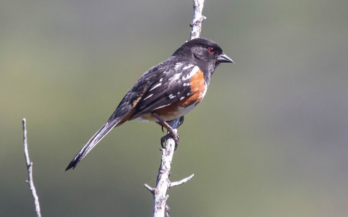 Spotted Towhee - ML619653824