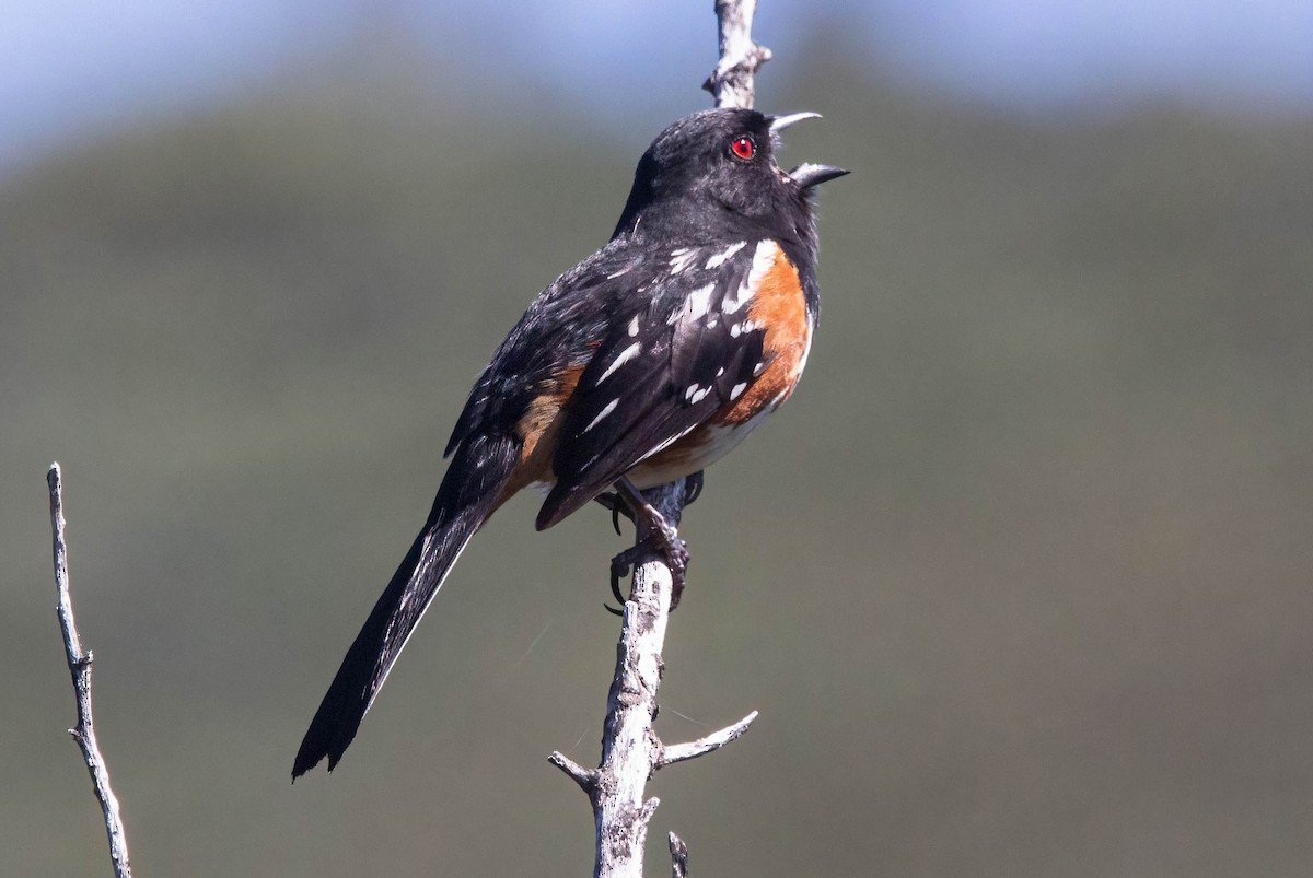 Spotted Towhee - ML619653826