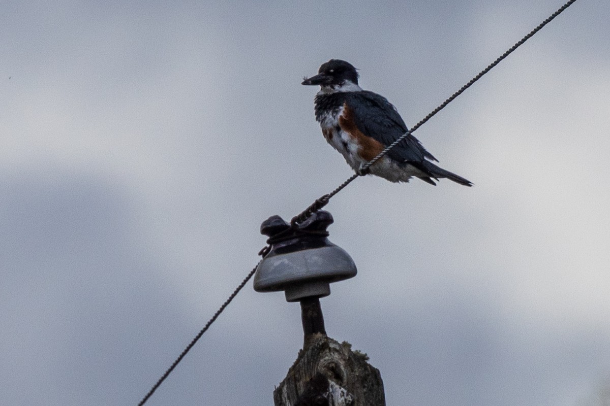 Belted Kingfisher - ML619653894